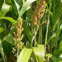 Sorgo