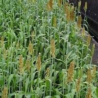 Sorgo