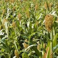 Sorgo