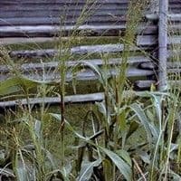 Sorgo