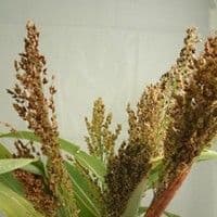 Sorgo
