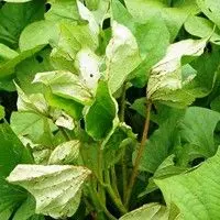 Sarna da Batata-Doce