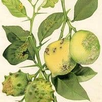 Verrugose