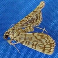 Lagarta enrola-folhas