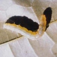 Lagarta enrola-folhas