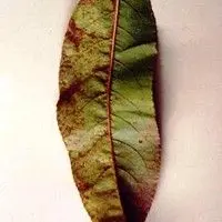 Ferrugem