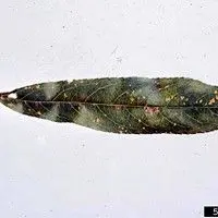 Ferrugem
