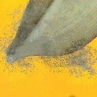 Fungo