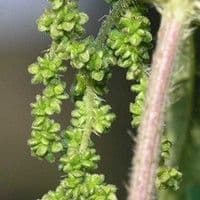Urtiga