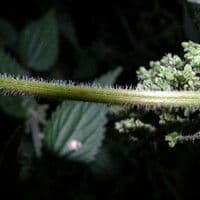 Urtiga