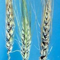Carvão