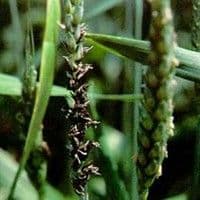 Carvão
