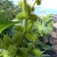 Carrapichão