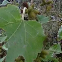 Carrapichão