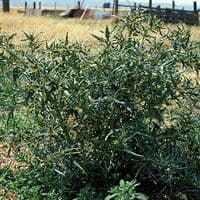 Carrapicho de carneiro