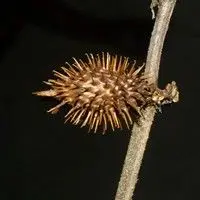 Carrapicho de carneiro
