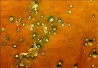 Mancha-foliar