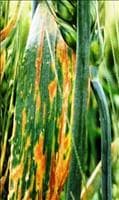 Estria bacteriana