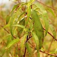 Mancha bacteriana
