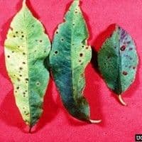 Mancha bacteriana