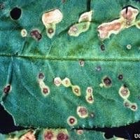 Mancha bacteriana