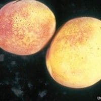 Mancha bacteriana