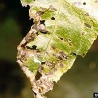 Mancha bacteriana