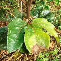 Mancha bacteriana