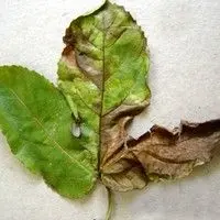 Mancha bacteriana