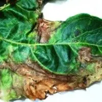 Mancha bacteriana