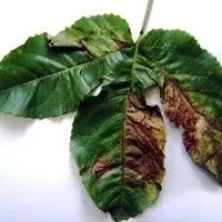 Mancha bacteriana