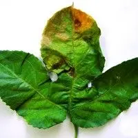 Mancha bacteriana