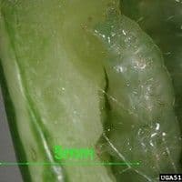 Broca das cucurbitáceas
