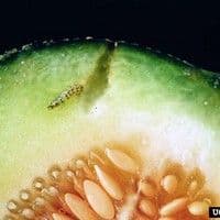 Broca das cucurbitáceas