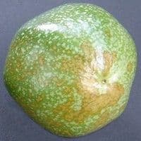 Mancha parda