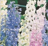 Plantas ornamentais