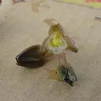 Aguapé