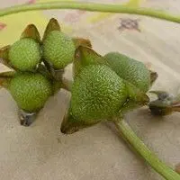 Aguapé