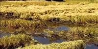 Arroz