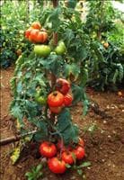 Tomate