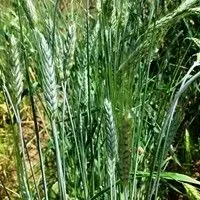 Triticale