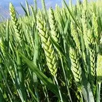 Triticale