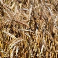 Triticale