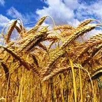 Triticale