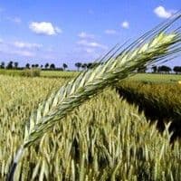 Triticale