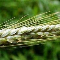 Triticale