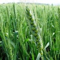 Triticale