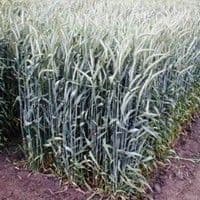 Triticale