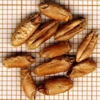 Triticale