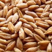 Triticale